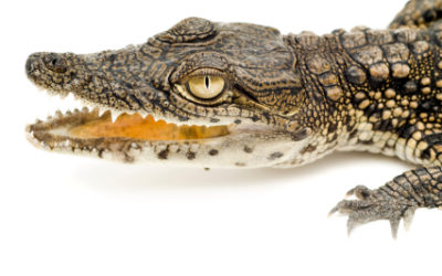 It’s no big secret – keep it short, keep it snappy